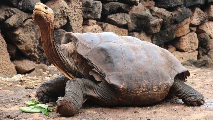 Breeding Center (Giant Tortoise) + Wetlands Isabela Island