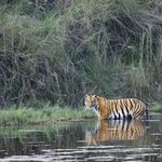 You might spot a tiger on the river safari