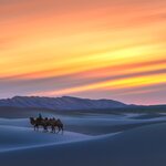 Experience the Gobi Desert like the local nomads with a guided camel ride across the dunes