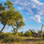 Look out for the Big Five in Sabi Sand Nature Reserve