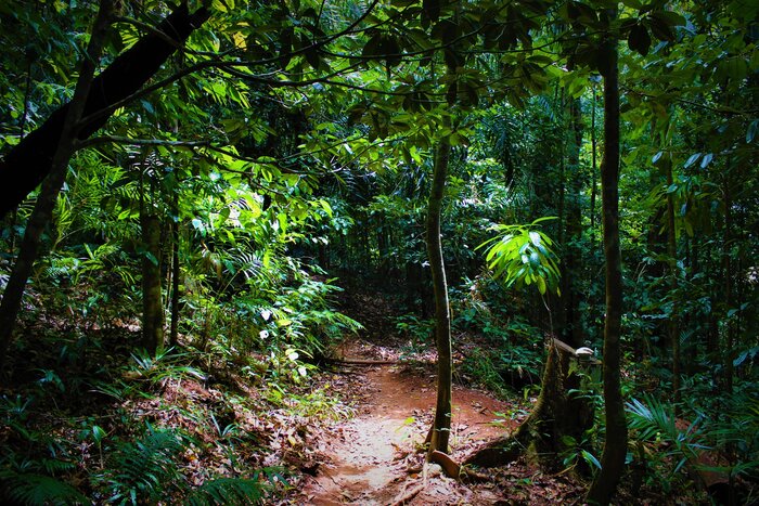 Venture into the dense rainforest of Daintree National Park