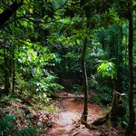Venture into the dense rainforest of Daintree National Park