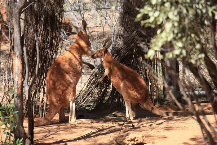 Alice Springs