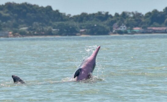 Finding pink dolphins on a local boat