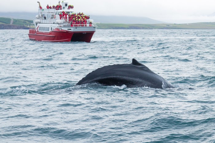 Whale Watching Boat in Akureyri, Iceland