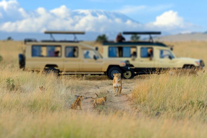 Spend a whole day on safari in Maasai Mara National Reserve, hopefully spotting lions and cheetahs in the park's vast grasslands
