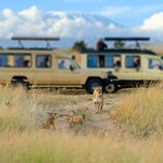 Spend a whole day on safari in Maasai Mara National Reserve, hopefully spotting lions and cheetahs in the park's vast grasslands