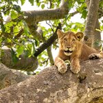 Try to spot tree-climbing lions on a full-day game drive in Tanzania's Tarangire National Park