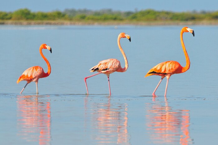 Flamingows at Ría Lagartos Reserve