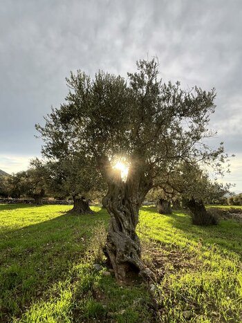 Naxos off the beaten path Foodies’ Tour