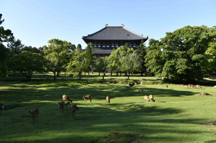 Full Day Nara Experience From Osaka (Overnight in Kyoto)