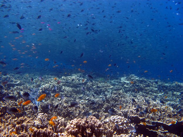 Half-day Snorkeling Tour from Moalboal