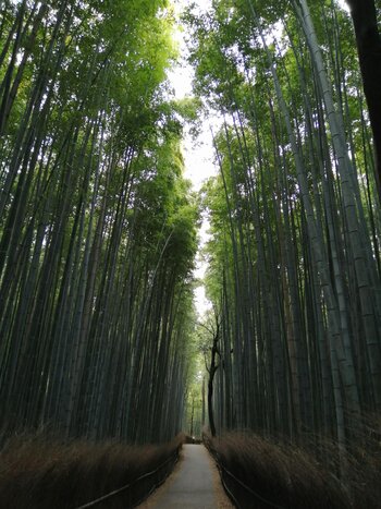 Afternoon Bamboo Forest & Monkey Bike Tour
