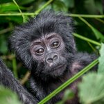 Observe mountain gorillas like this infant in famous Bwindi Impenetrable Forest National Park as you track them with a guide