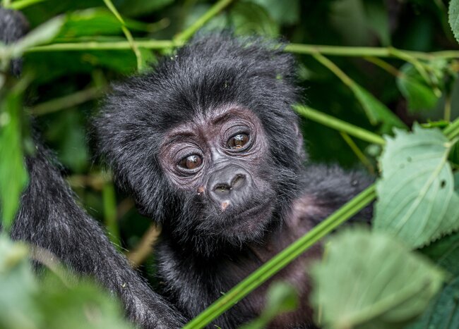 Observe mountain gorillas like this infant in famous Bwindi Impenetrable Forest National Park as you track them with a guide