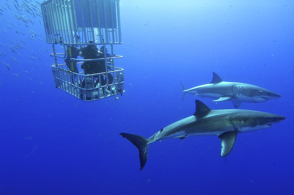 Cage-dive with great white sharks