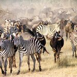 Spend two days witnessing the Great Migration in Serengeti National Park
