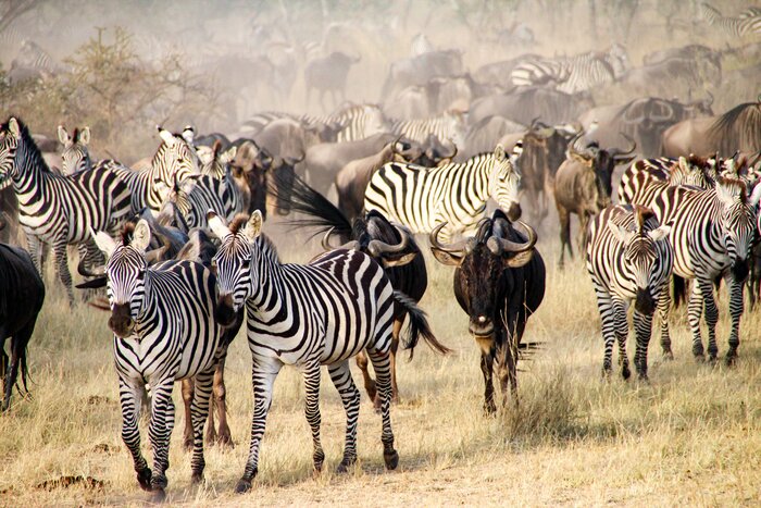 Spend two days witnessing the Great Migration in Serengeti National Park