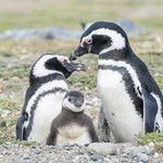 See penguins and other wildlife in Patagonian Chile