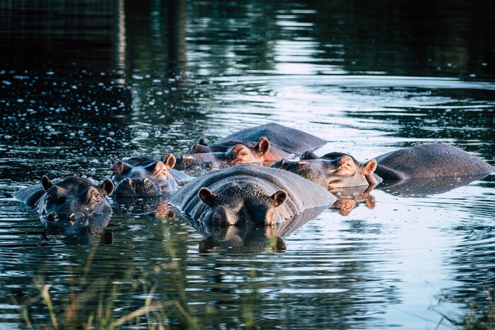 Spot hippos in Kruger National Park on a five-day South Africa safari