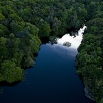 Amazon rainforest near Manaus