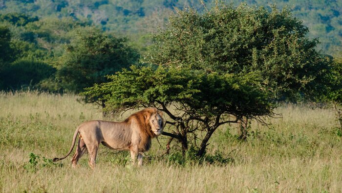 Look for the Big Five while on safari in Kruger National Park