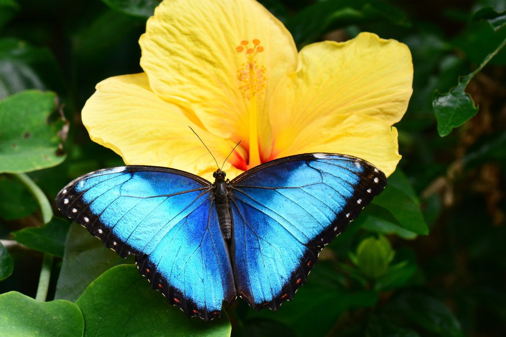 Where To Spot Wildlife In Costa Rica Kimkim