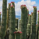 Combine culture with culinary experiences on this whirlwind tour through the heart of Mexico