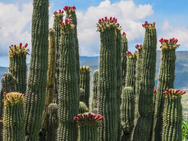 Combine culture with culinary experiences on this whirlwind tour through the heart of Mexico