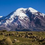 Spend a day hiking around the base of Ecuador's highest volcano: Chimborazo