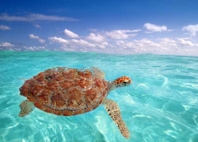 Sea turtle in Belize