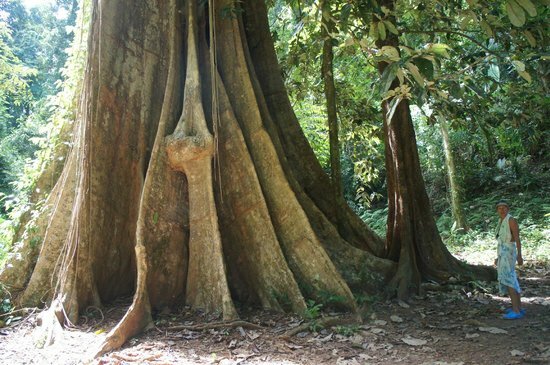 Back to the Nature on Koh Yao Noi