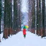 Snow falls between the pine trees of Nami Island in February