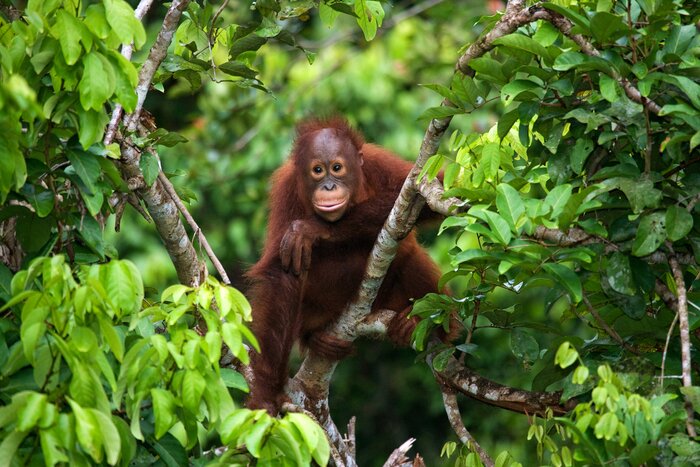 Spot some of Indonesia's rare wildlife, like orangutans, during this 15-day tour