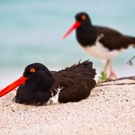 Meet colorful birds and exotic creatures on this island adventure