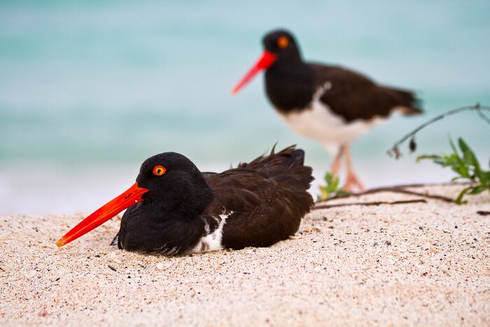 Meet colorful birds and exotic creatures on this island adventure