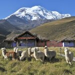 Drive past a sheep farm near Chimborazo volcano