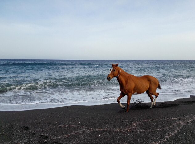 Horseback riding at the Black Sandy Beach