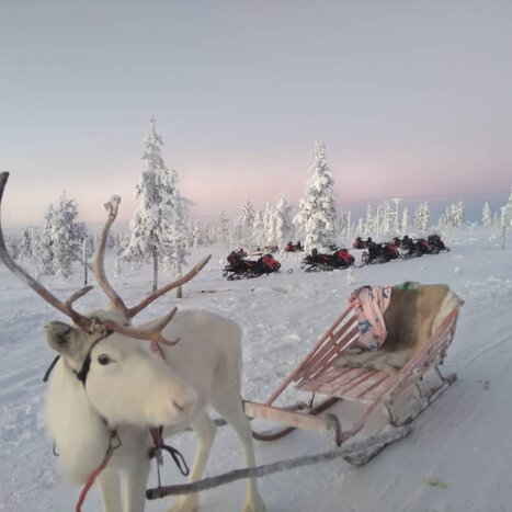 Reindeer Experience with Lunch