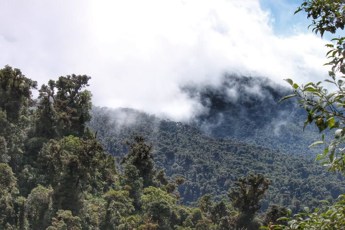 Cloud Forest Hike: The Waterfalls Trail