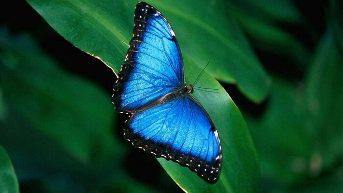 Visit the Blue Morpho Butterfly Farm