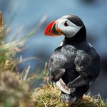 Puffin Watching at Ingólfshöfði Cape