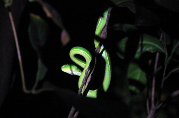 Night Tour at the CATIE Botanical Gardens