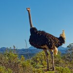 Close-up of male ostrich in Little Karoo