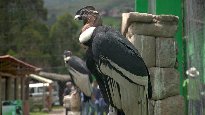 Private tour to the Sacred Valley:  Andean Animals & Pachamanca