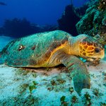 See loggerhead sea turtles on the Elephant Coast