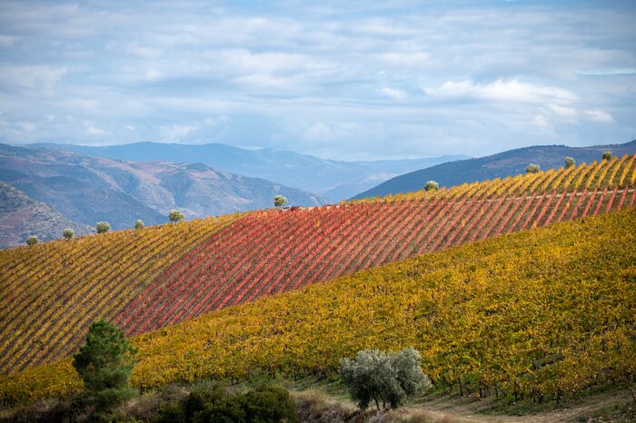 Spend time in the Douro Valley visiting wineries and admiring the changing foliage