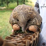 Victoria Falls Wildlife Trust – High Care Rehabilitation & Lab Tour