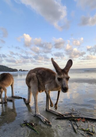 Beach Sunrise with Kangaroos & Wallabies