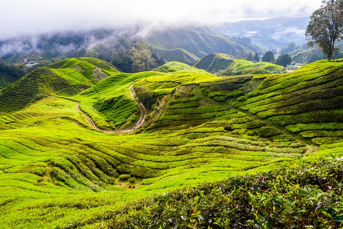 Spend two nights in the Cameron Highlands, surrounded by tea plantations